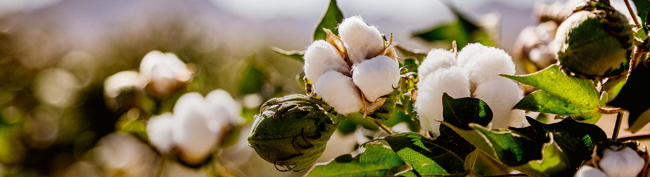 Organic Wholesale Clothing | news 4 2 post