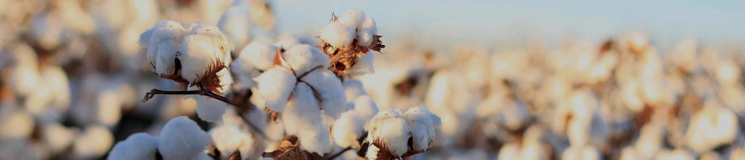 Organic Wholesale Clothing | about 1 ourstory